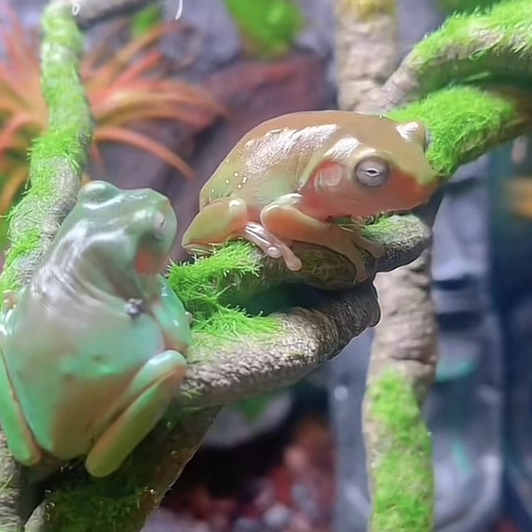 三叠纪爬宠