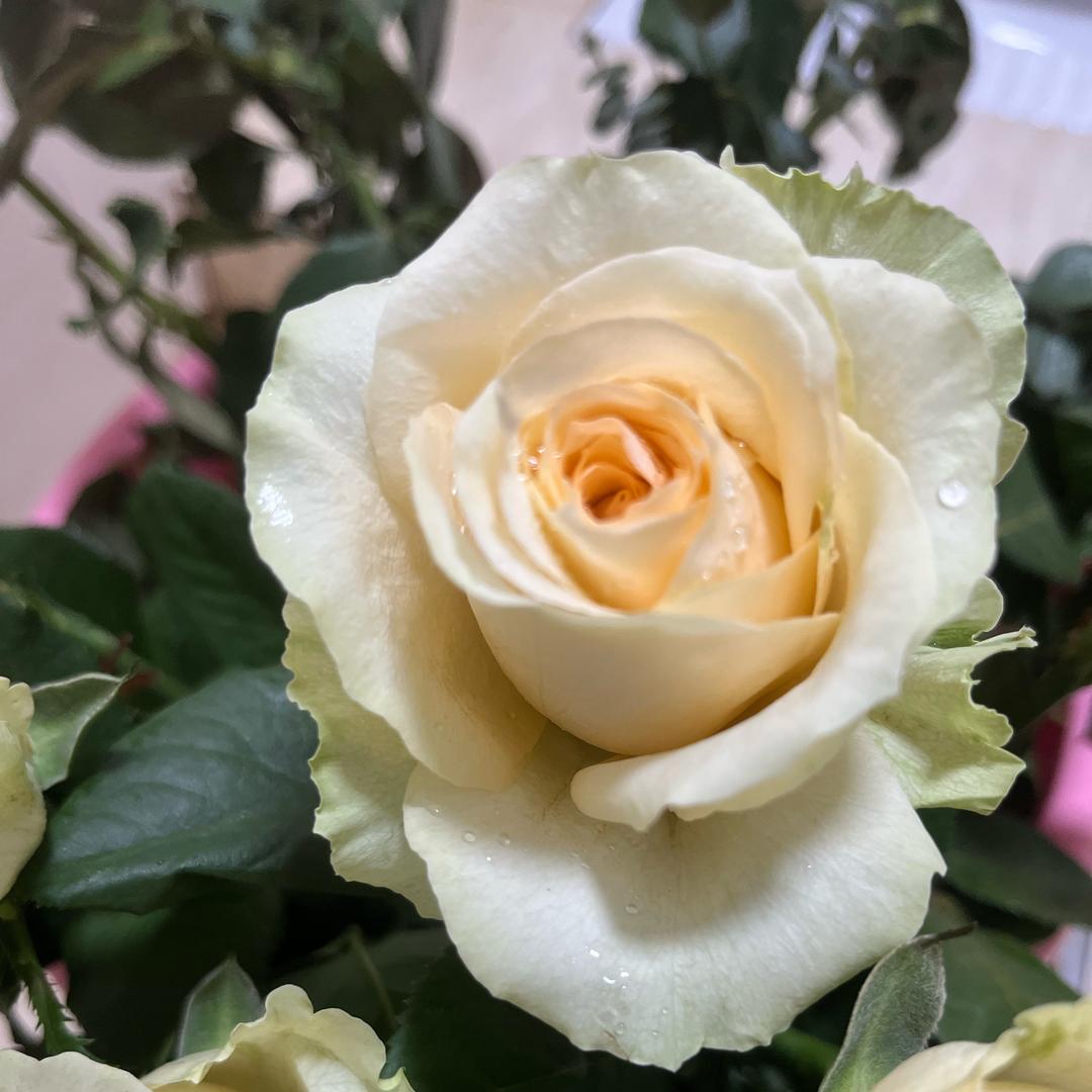 风雨过后的平静(╥ω╥)☂️