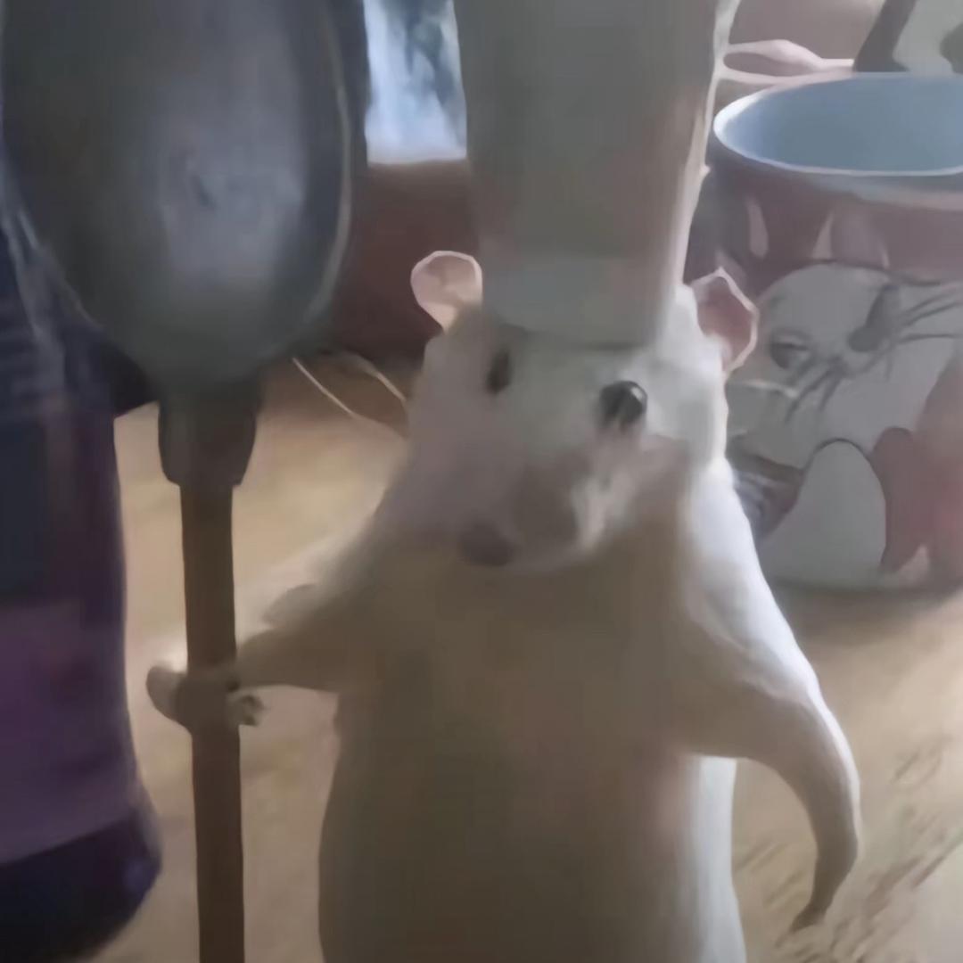 Rat