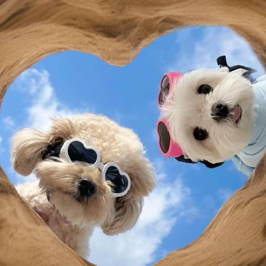 受宠若惊🐶