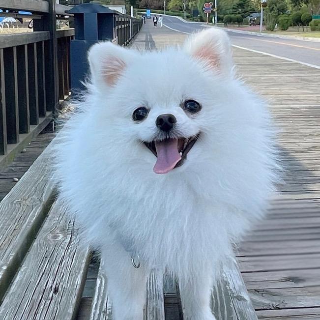 花生今天吃饭了吗