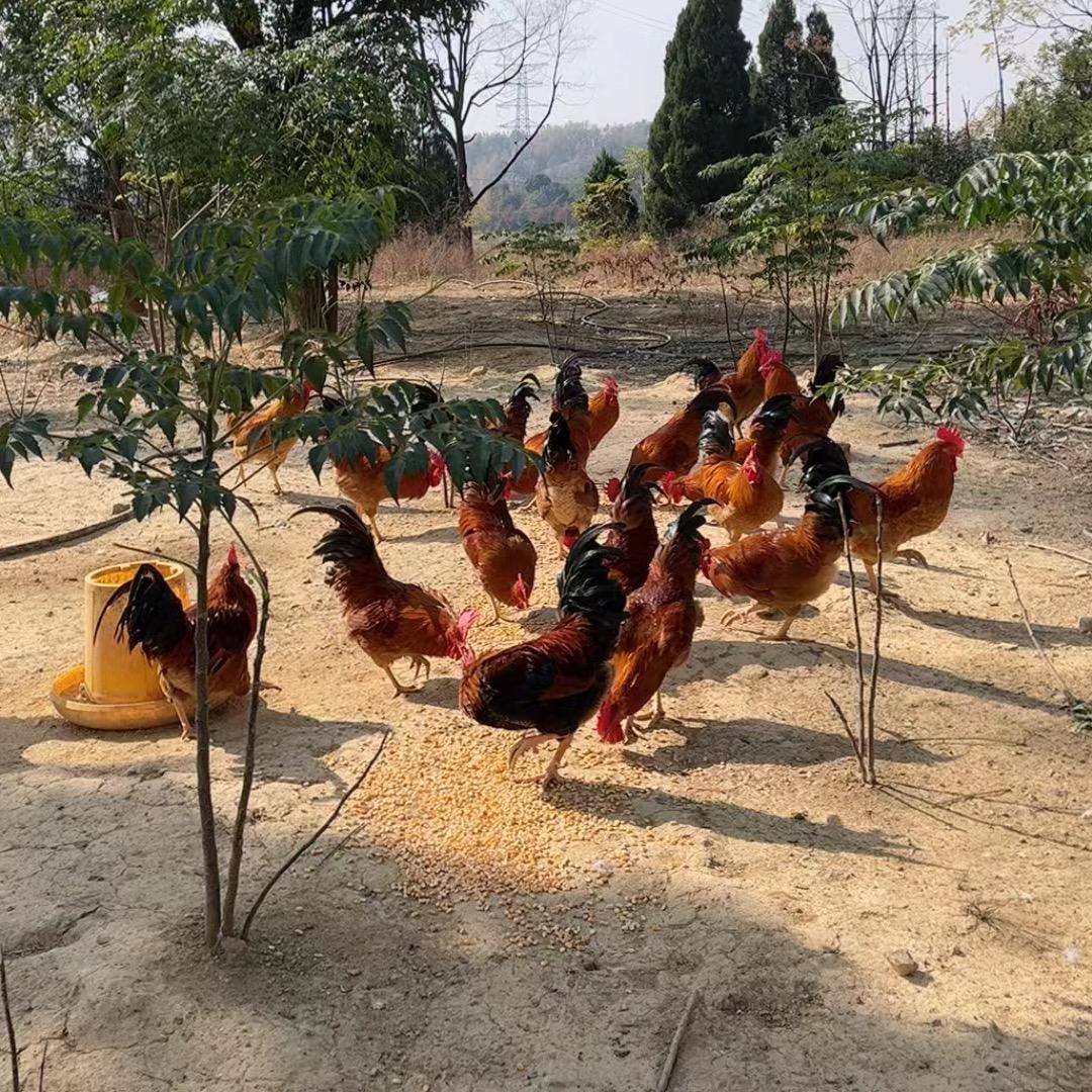 廿三里王店鸡鸭鹅