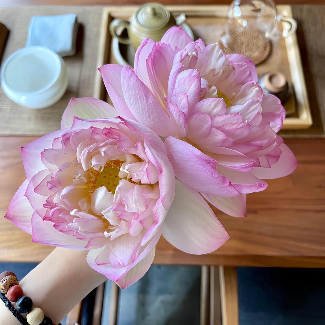 静语清辞