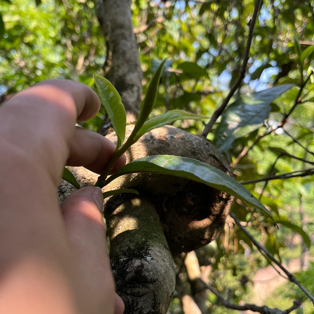 凤庆滇红甄选 啊妹