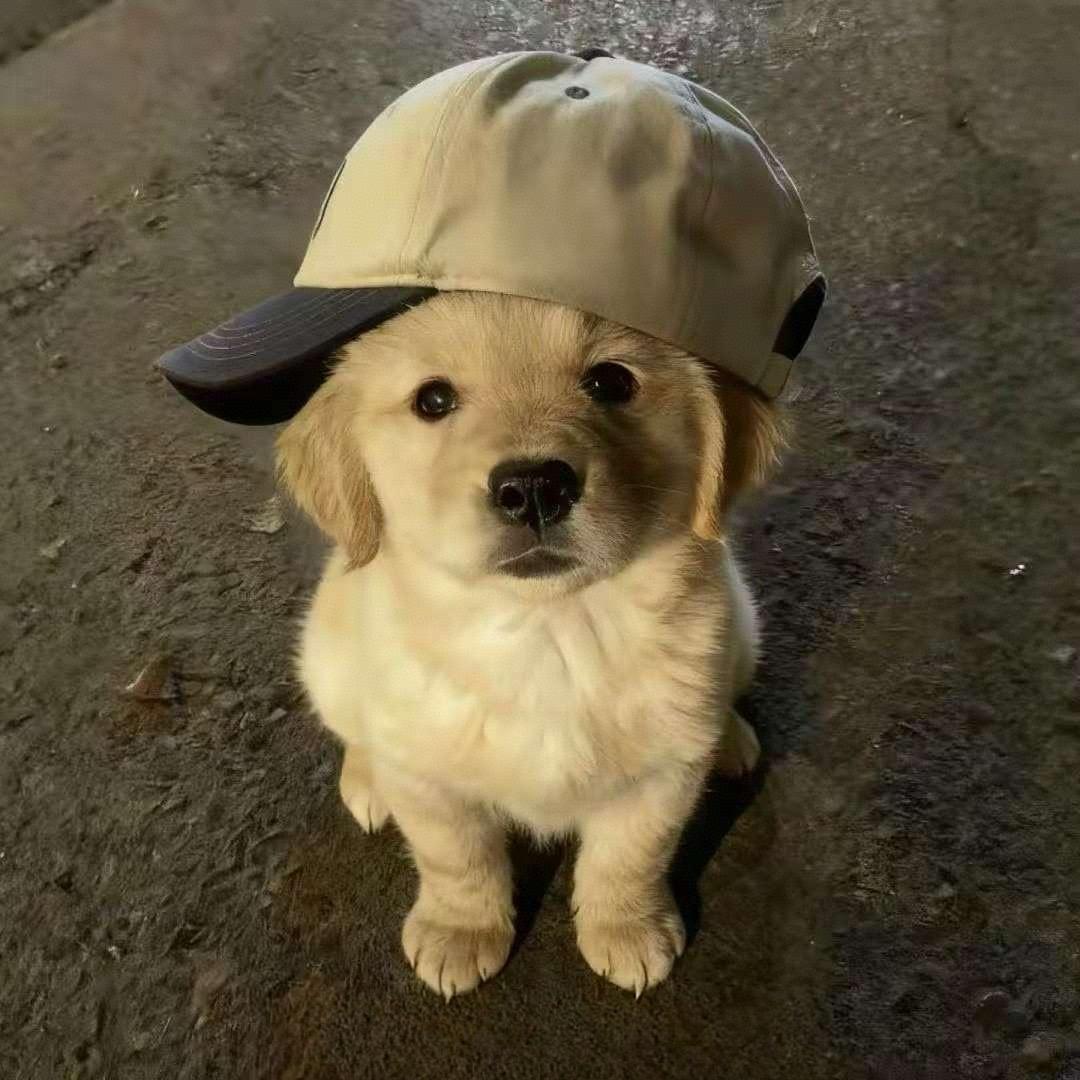 我的女神菲菲公主