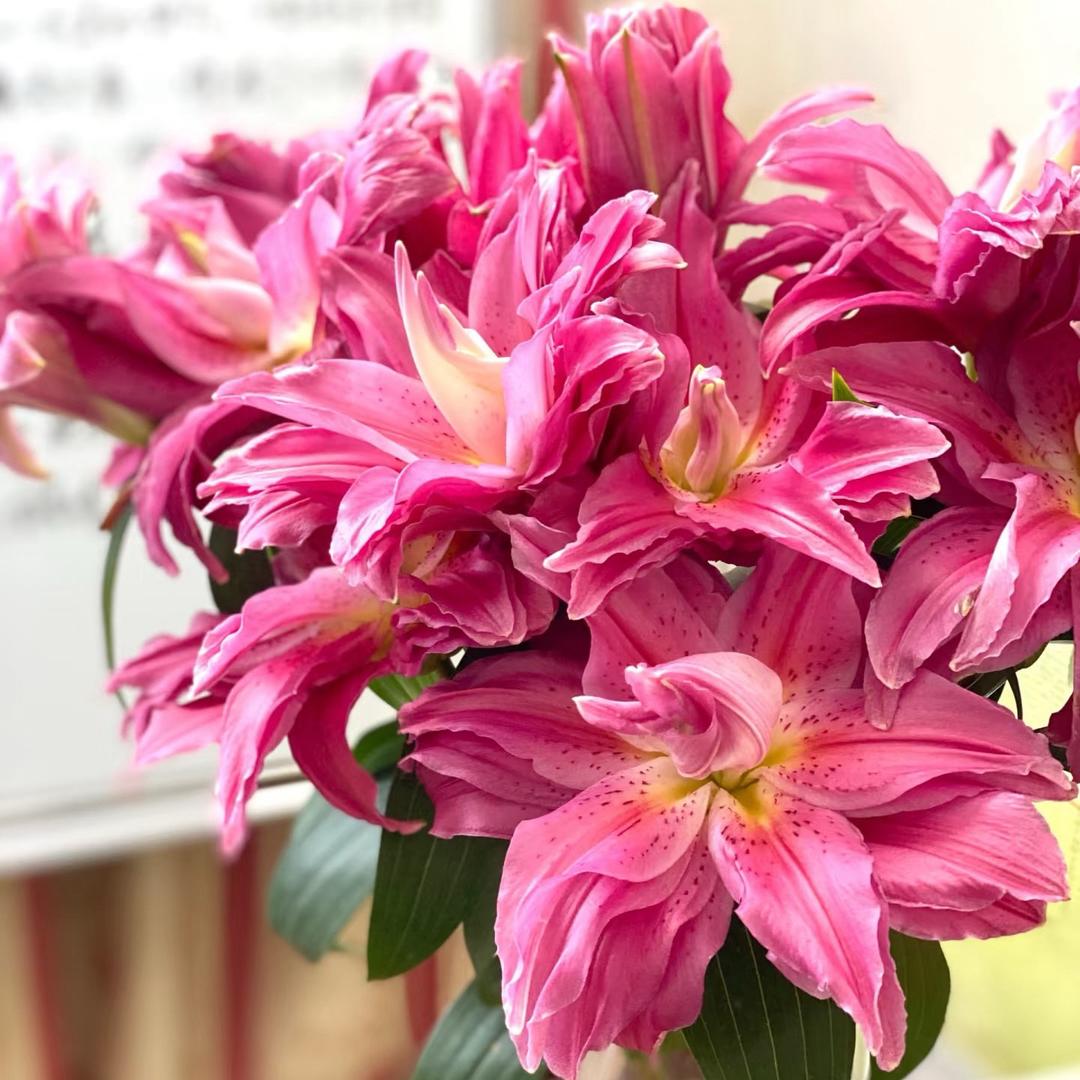 云南花寻鲜花