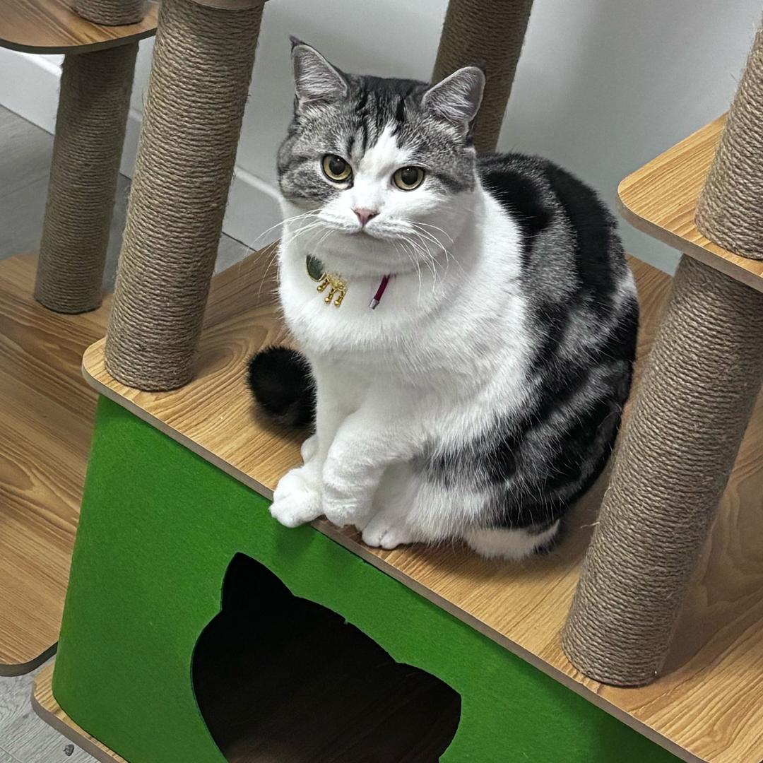 U盘是只猫