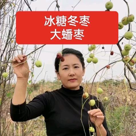 茂强果树苗木专营店