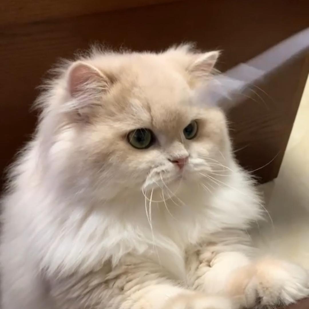 _宠物猫杰森