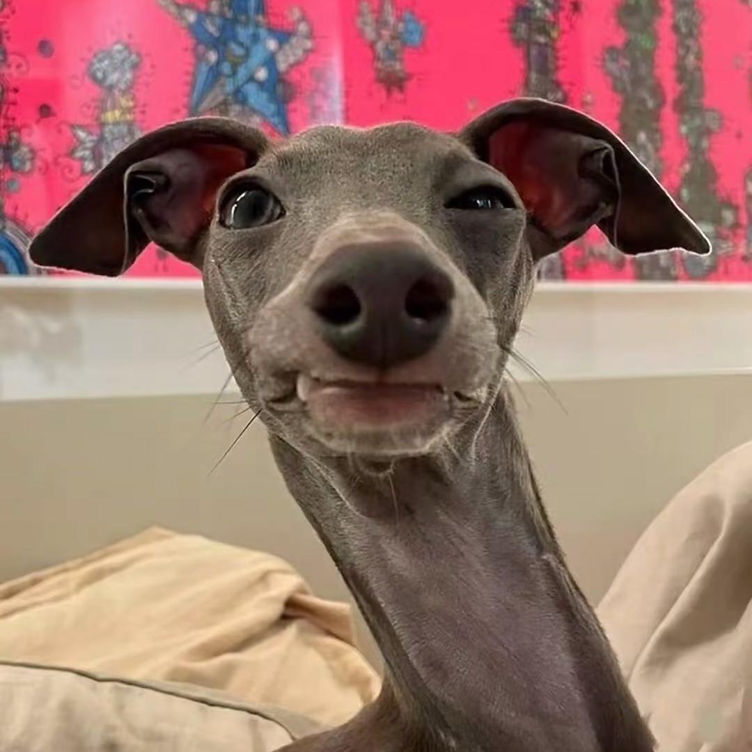 张道疯⁵²⁴⁹🌪