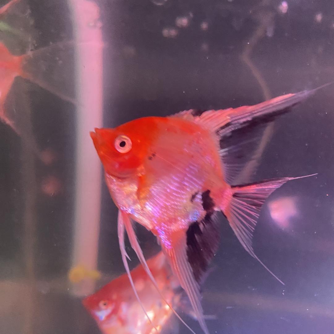 云禄神仙生态水族