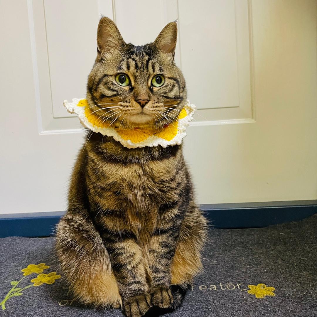 郭迷雅是只猫