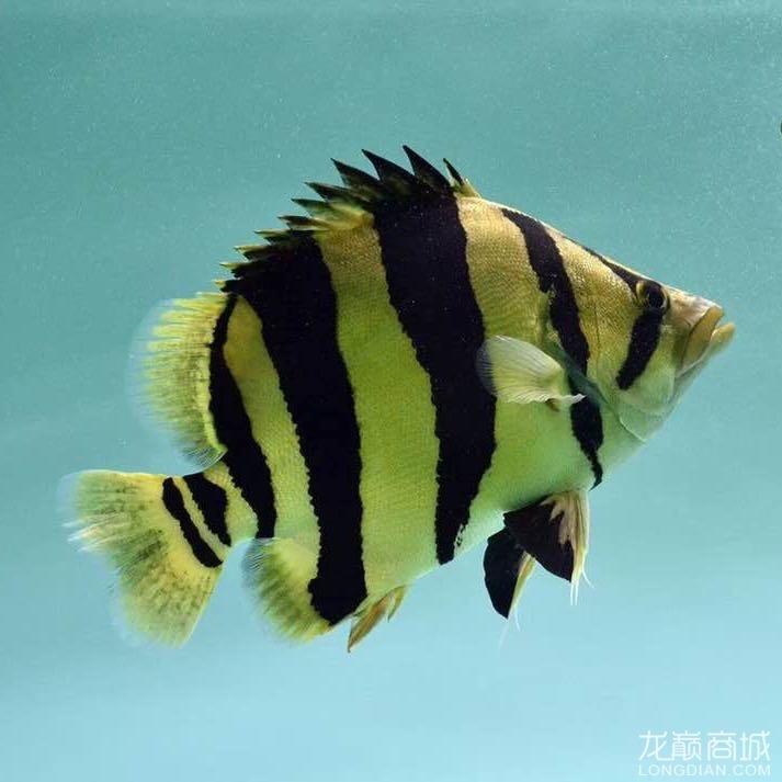 @王叔爱养鱼🐟