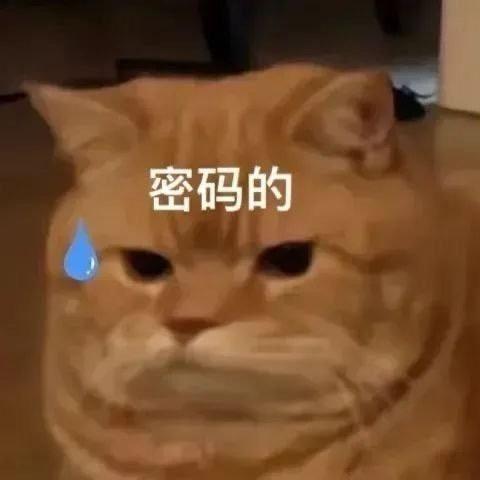 呆呆鱼