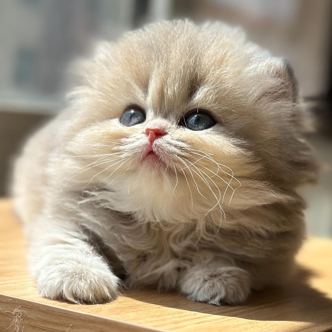 小白の🐱