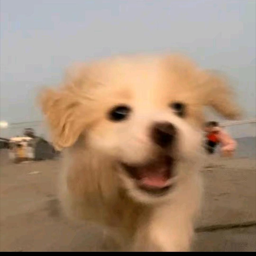 穷养小神兽