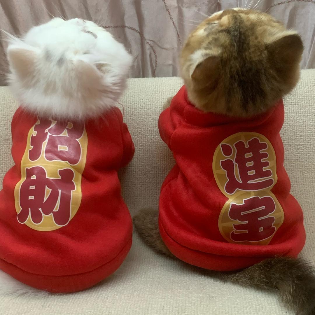 白桃猫