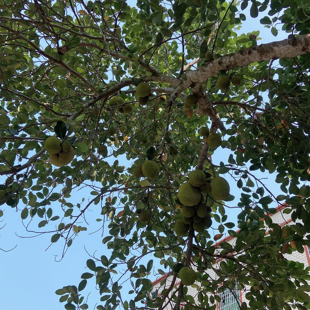 夏夏