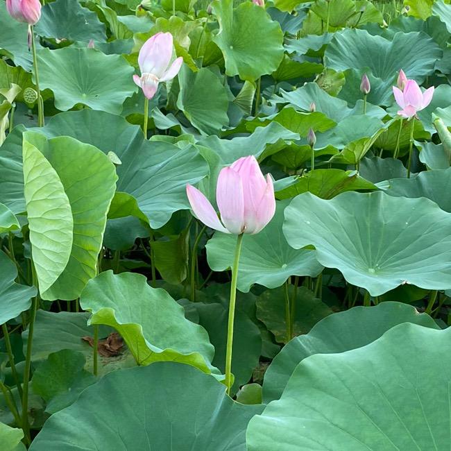 🇨🇳🌈哇哈哈🇨🇳