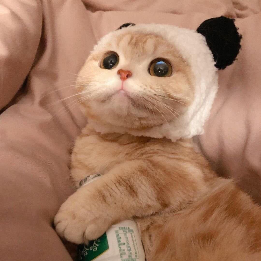 晗玥最美丽🦊头像