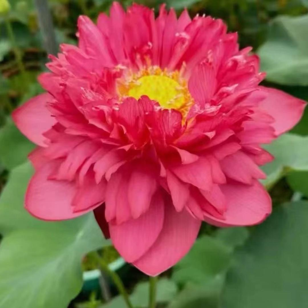 婷婷的花园小铺