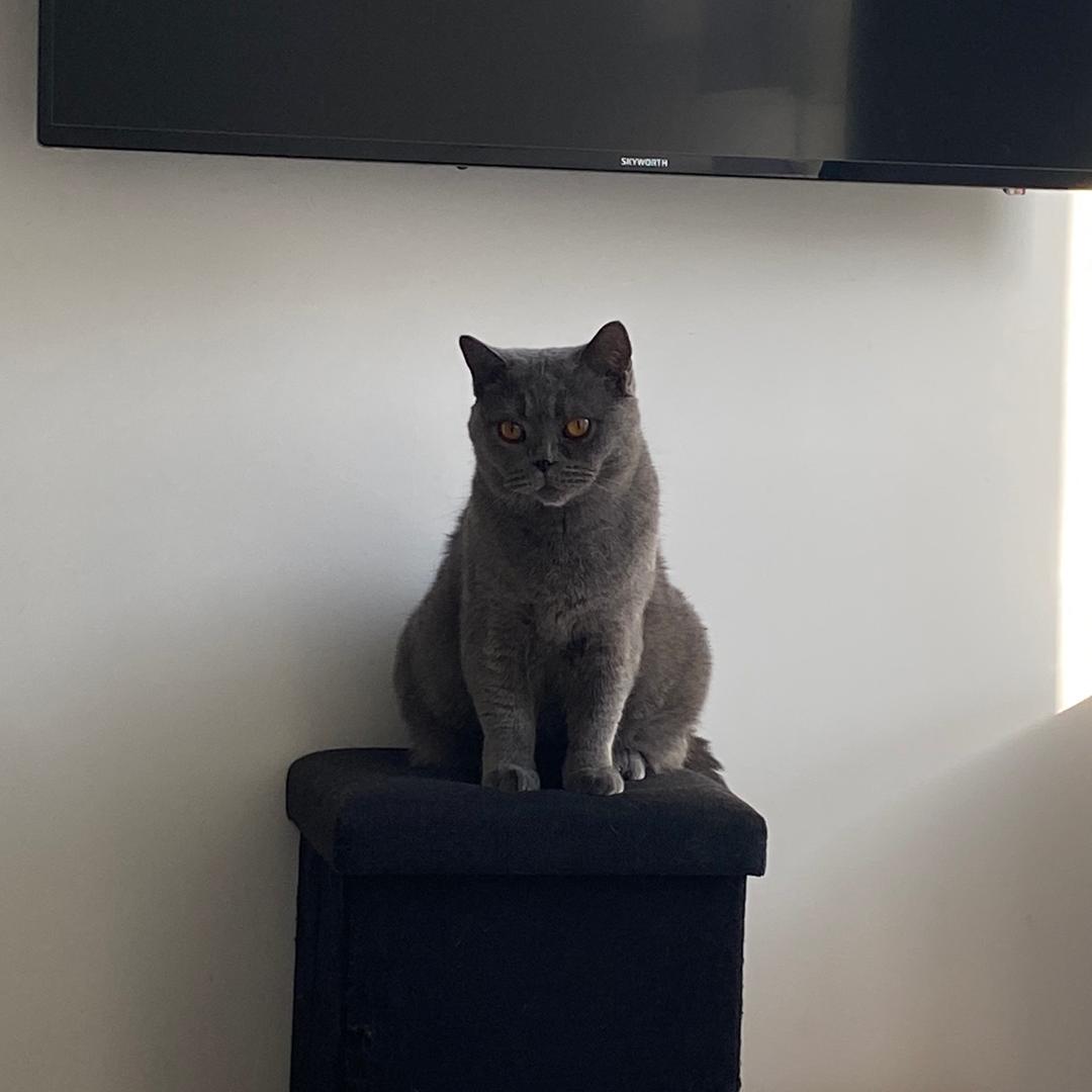 网络大野猪