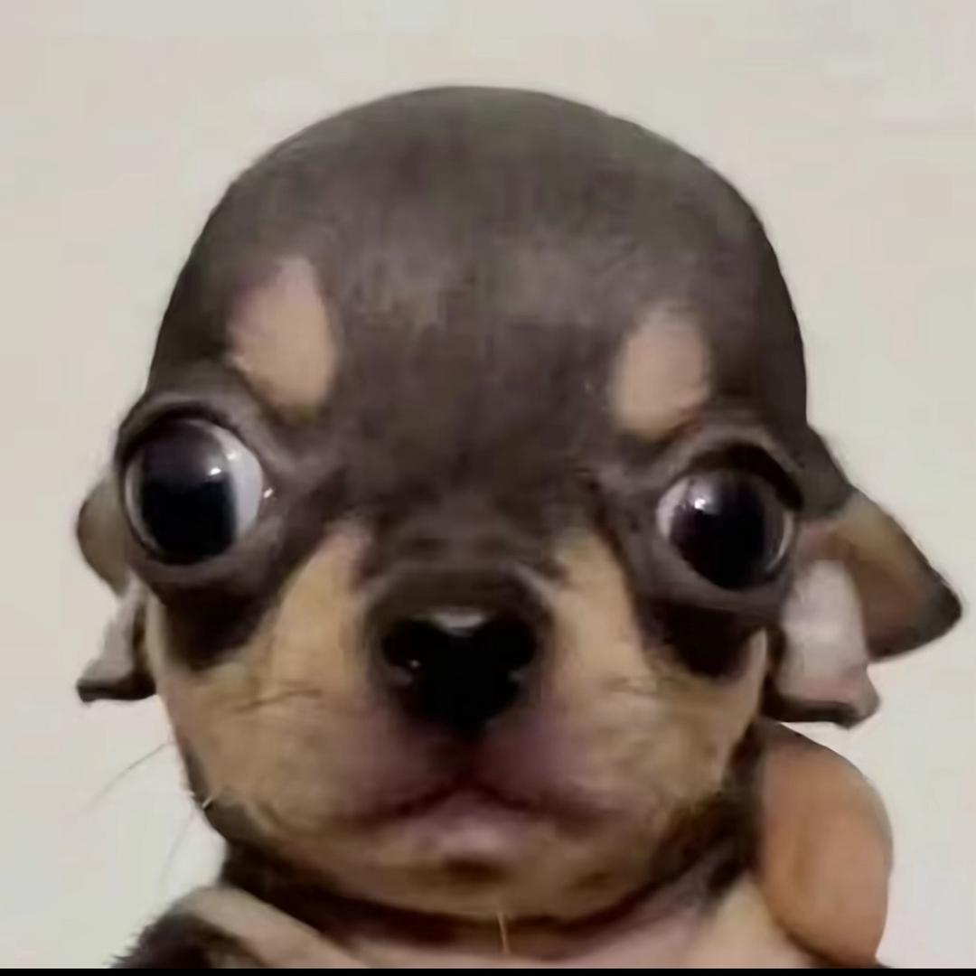 顶胡巴胡巴叫胡了