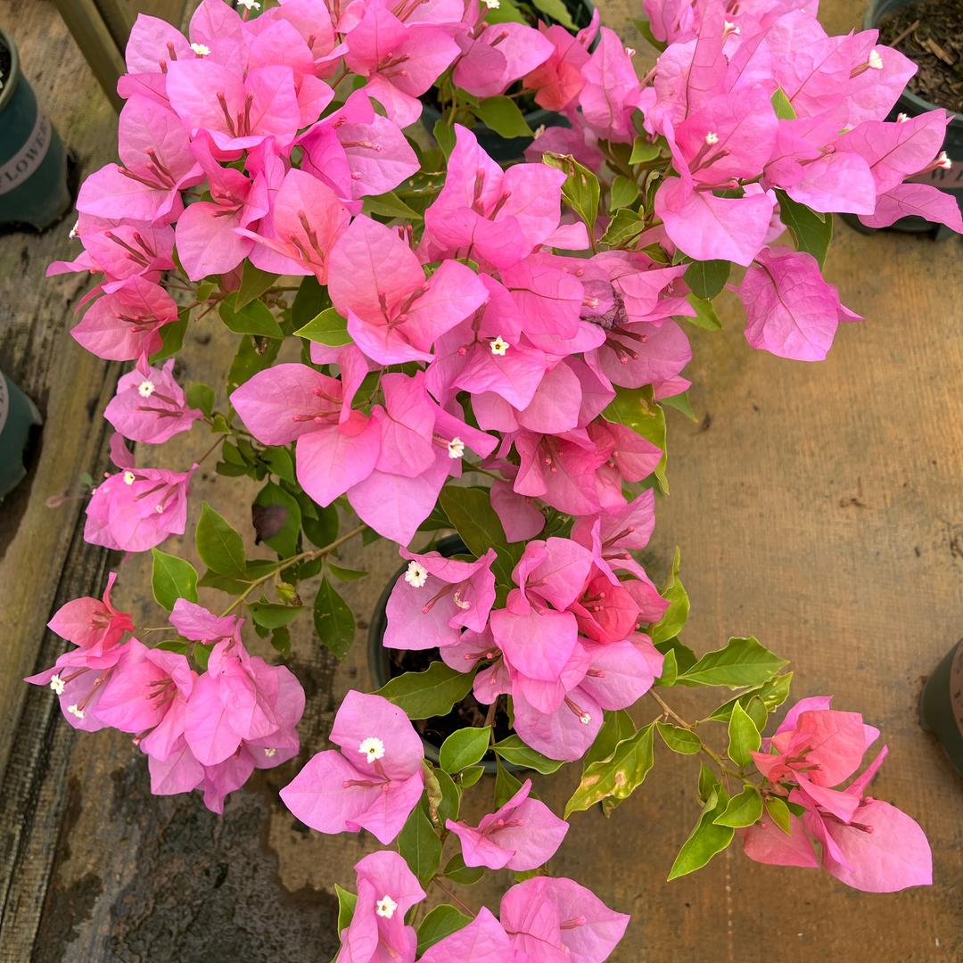 如一花卉