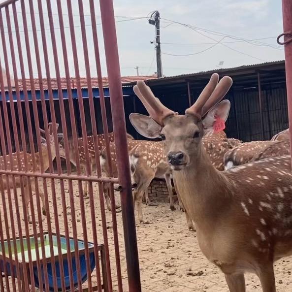 双阳区鹿仙子商行鹿乡