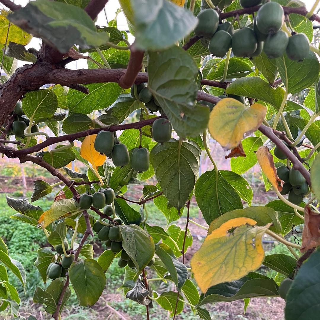 邑都香基地无籽玫瑰香软枣猕猴桃销售中心