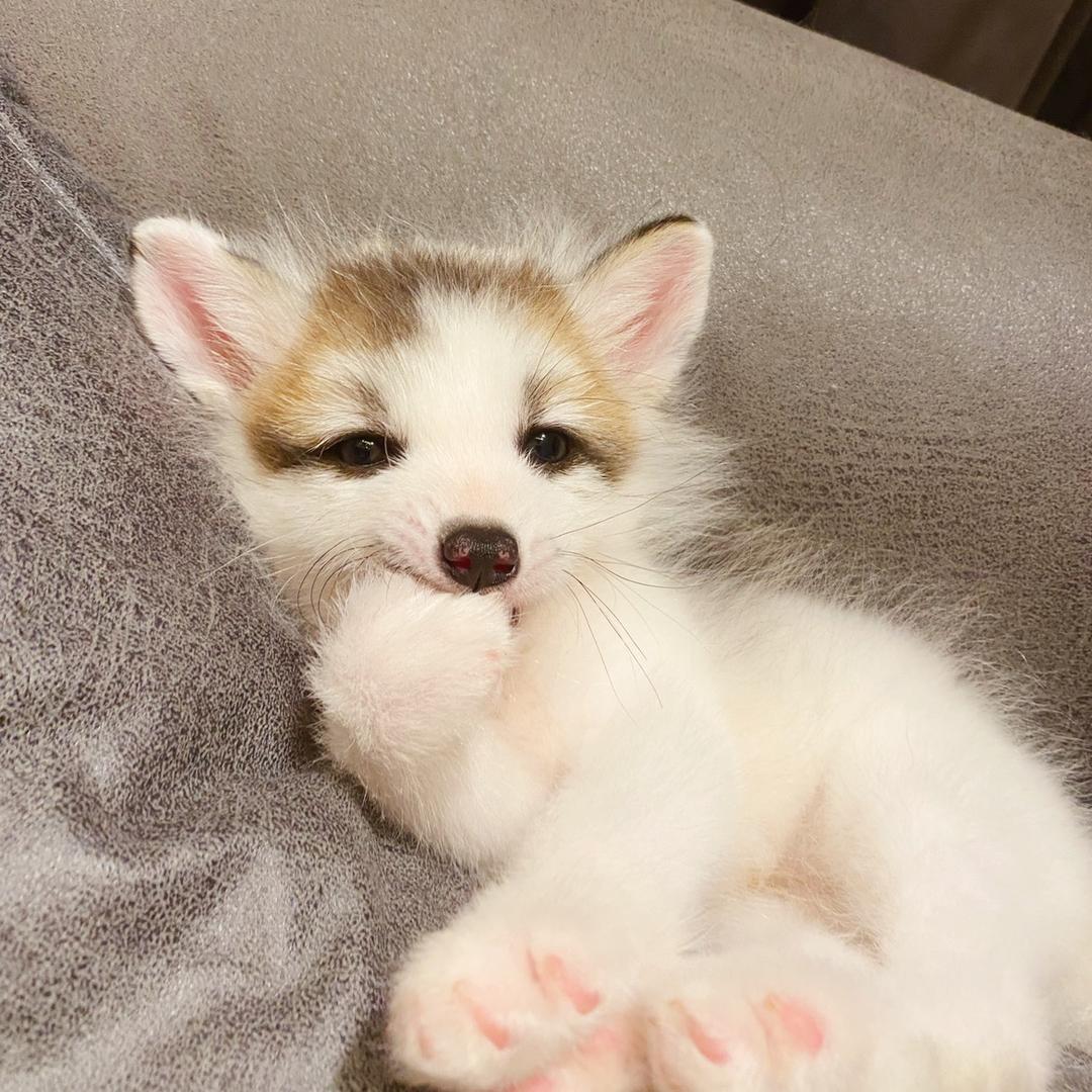 狐作非文🦊