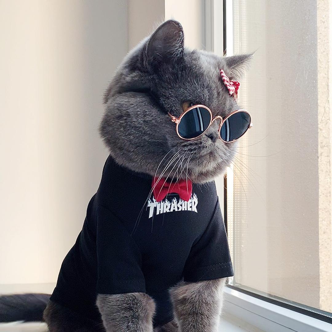 闲猫