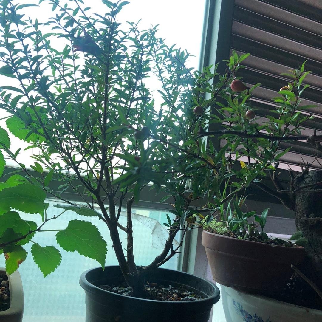知足常乐🌸