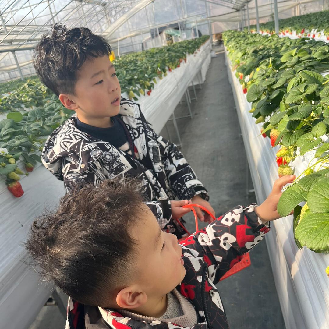 大星麻麻