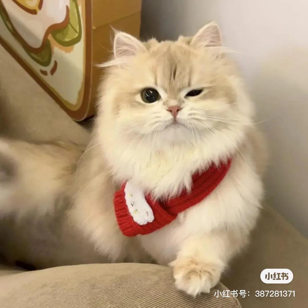 喜人饼🐱
