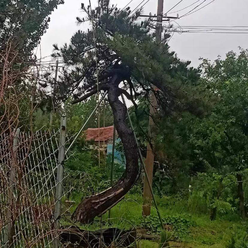 凤武盆景素材园艺设计