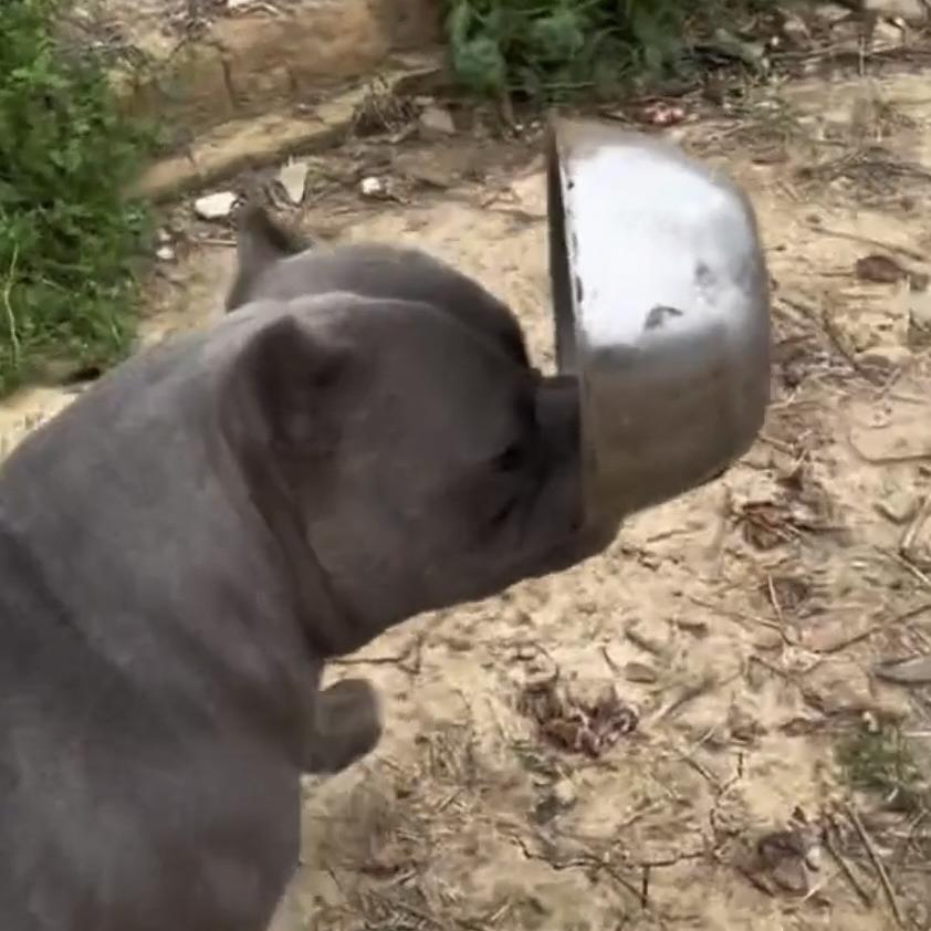 恶霸犬滚哚