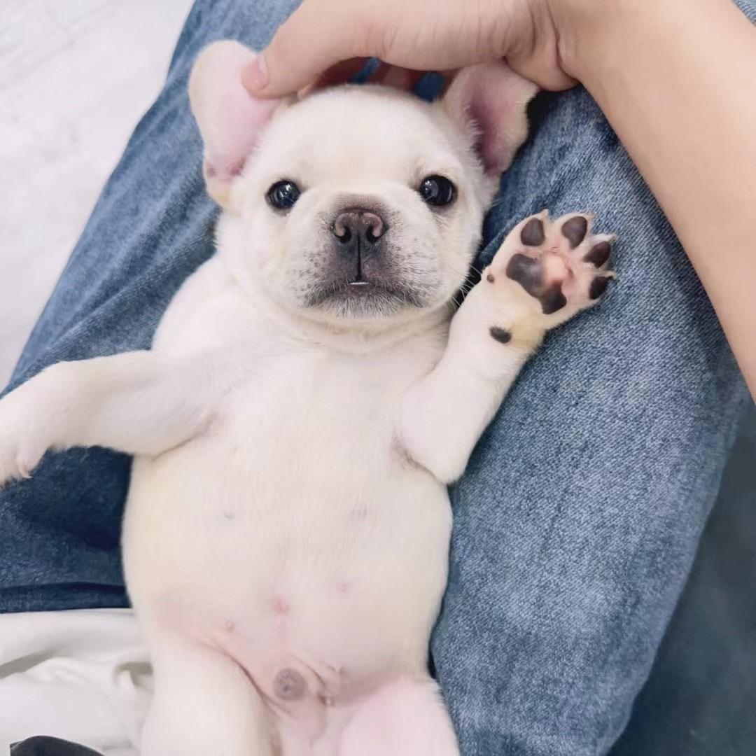 宜兴萌宠狗猫乐园