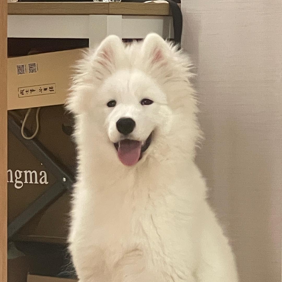 我是枸杞