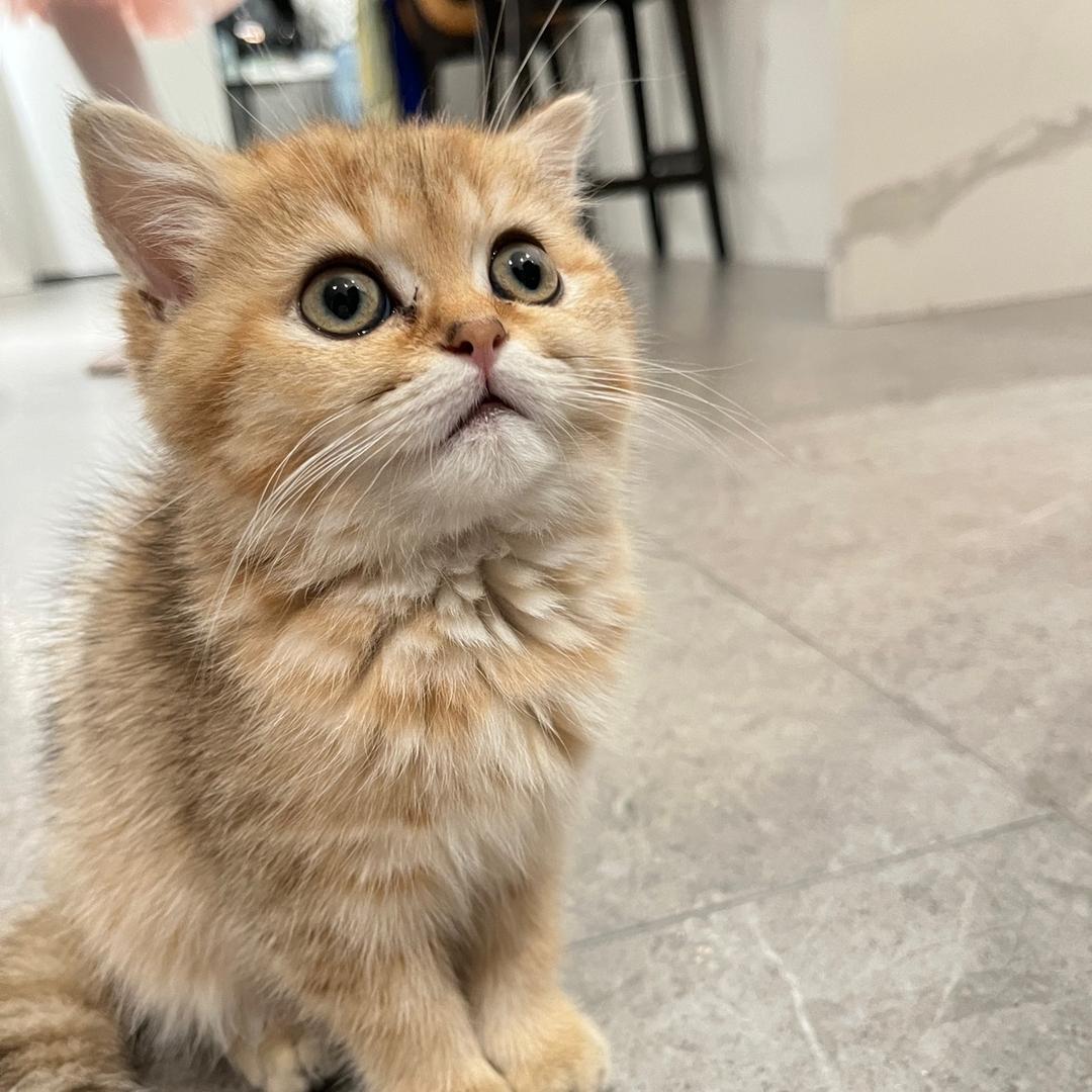 Xu。