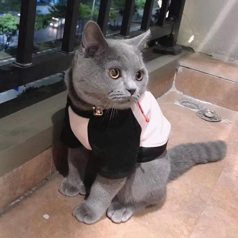 点点是只猫