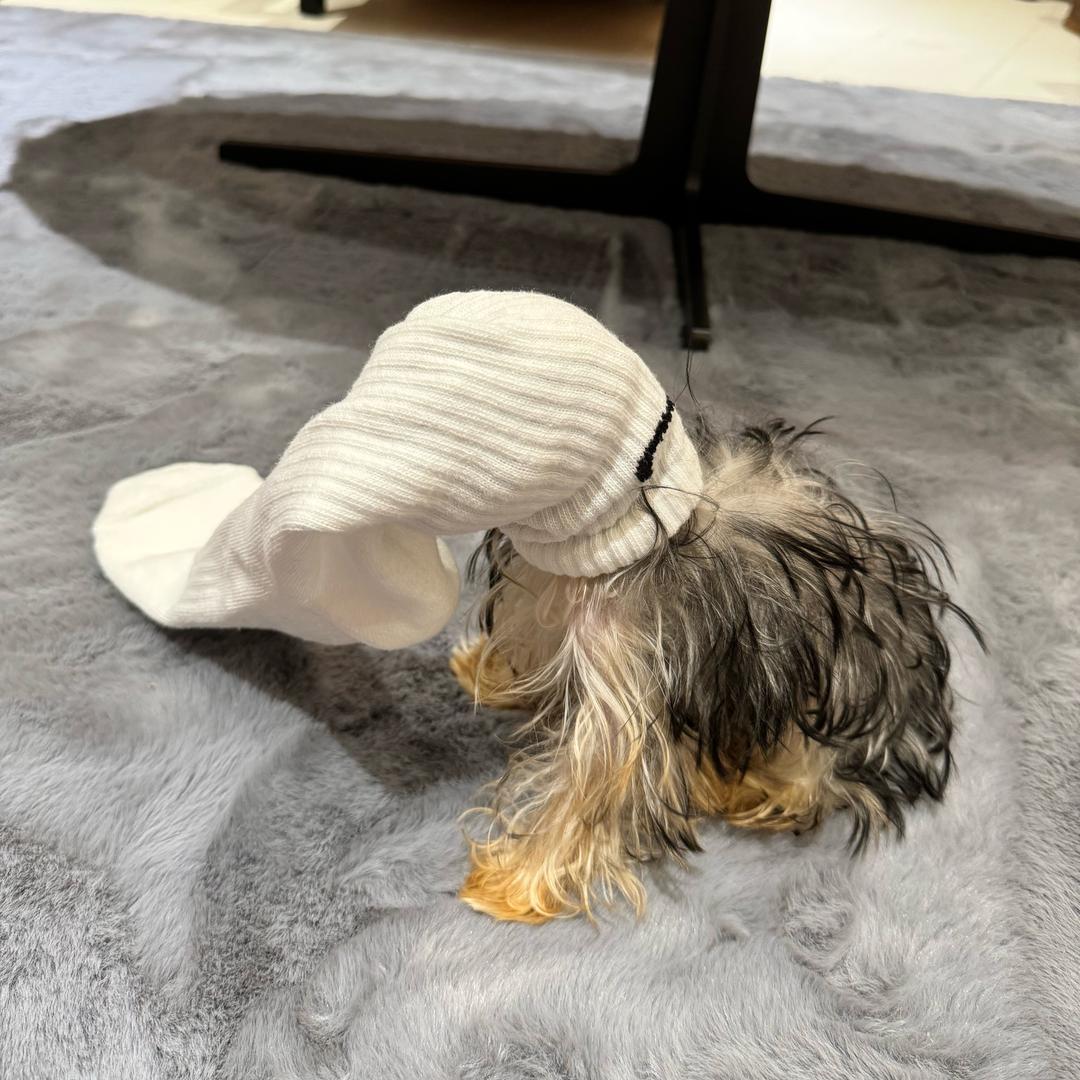 Louie_Wang🦈