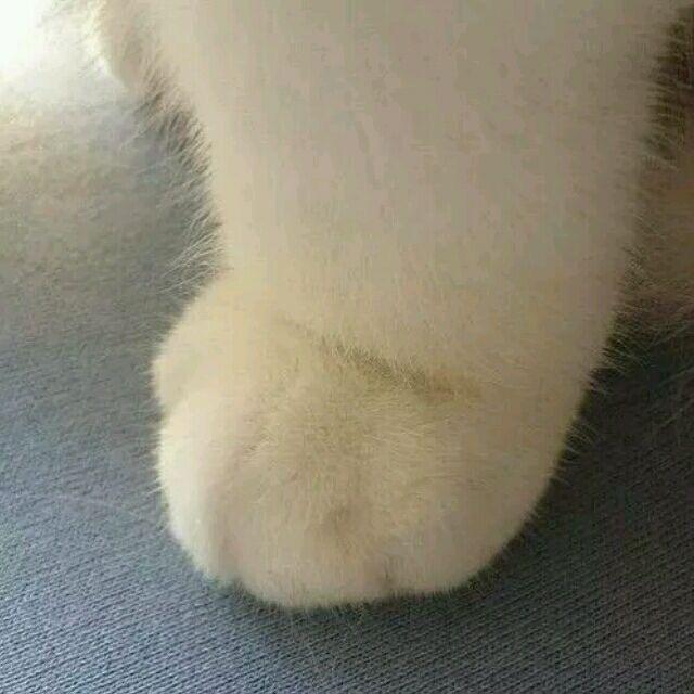 北笙