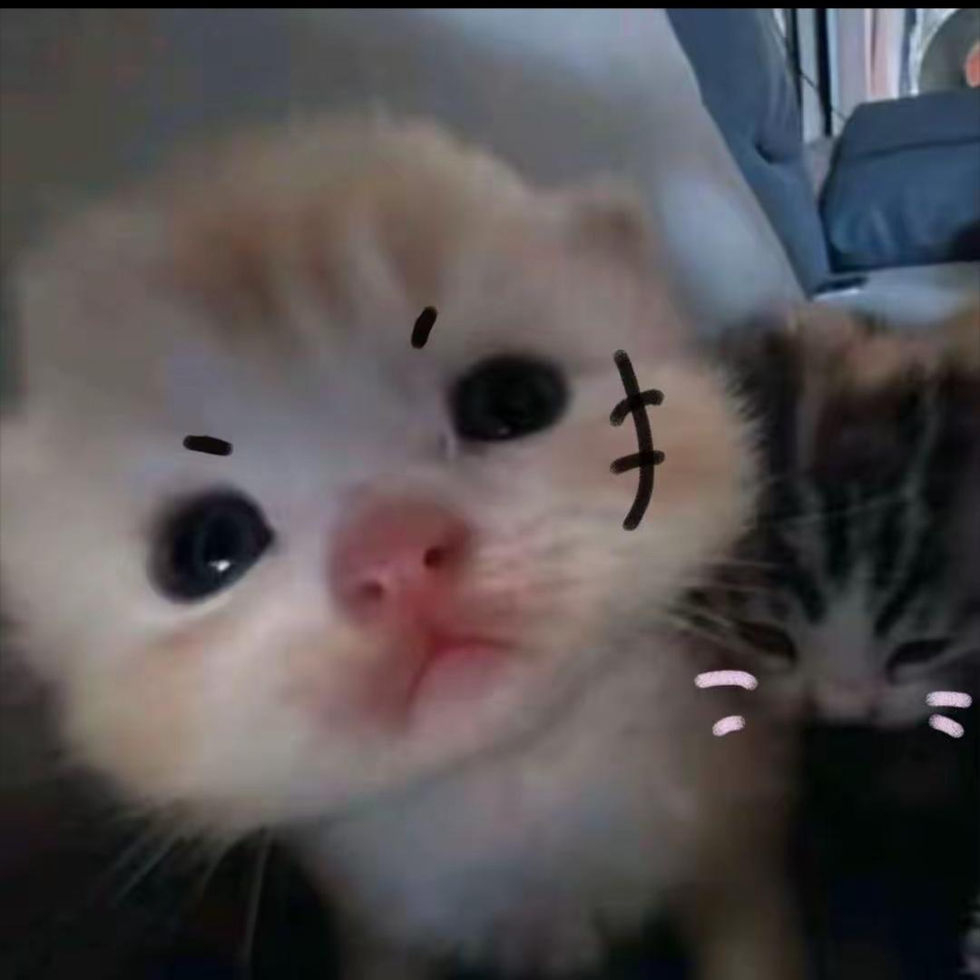 小猫大王喵喵喵