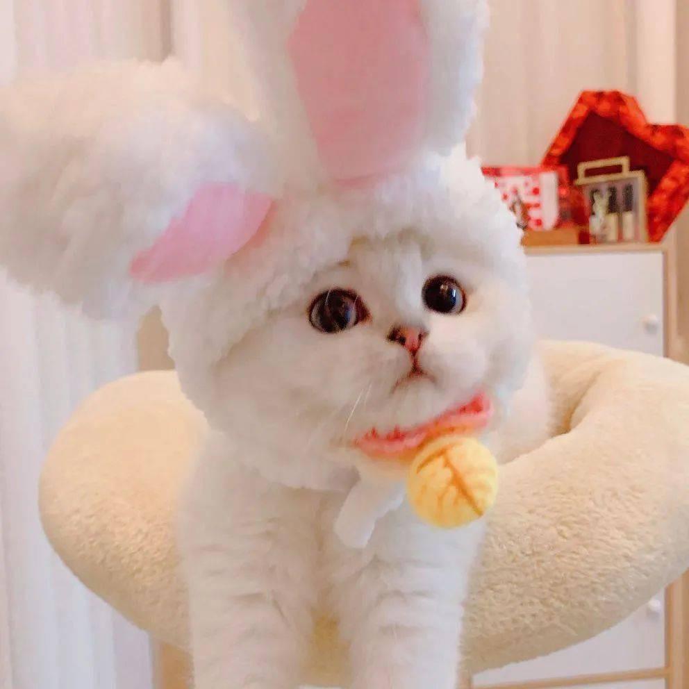 妙妙猫猫屋🐱