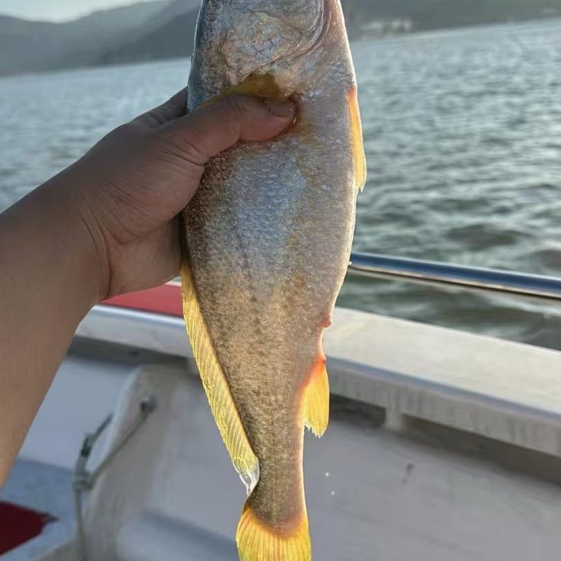 黄鱼