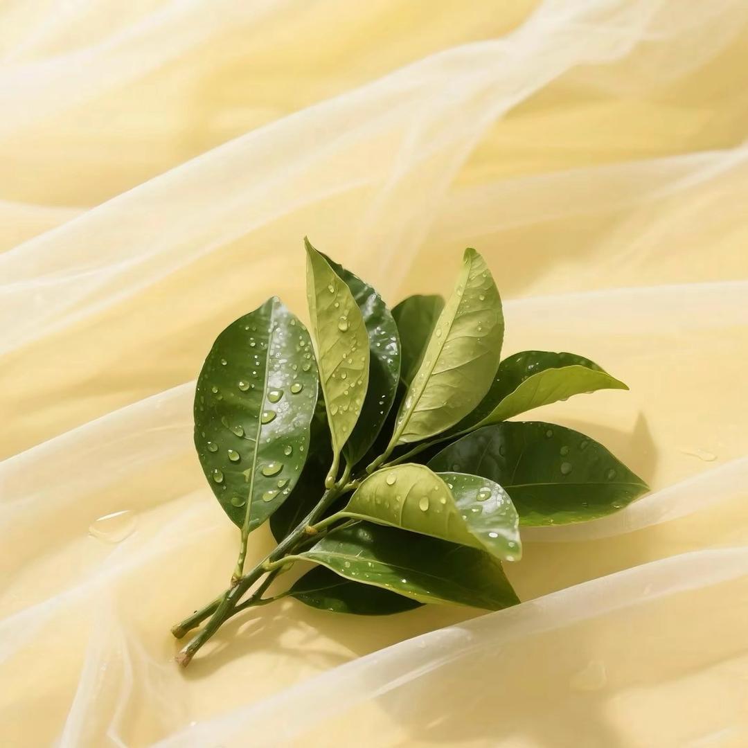 🌱°°上上签ഒᩚ࿐