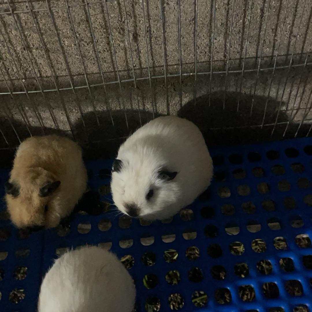 猪子百家