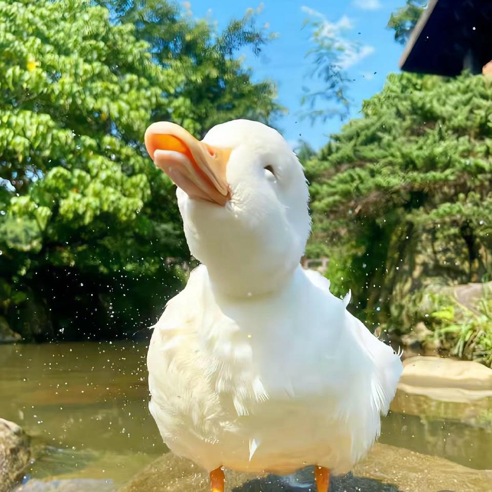 小鸭子排队~对不齐咯