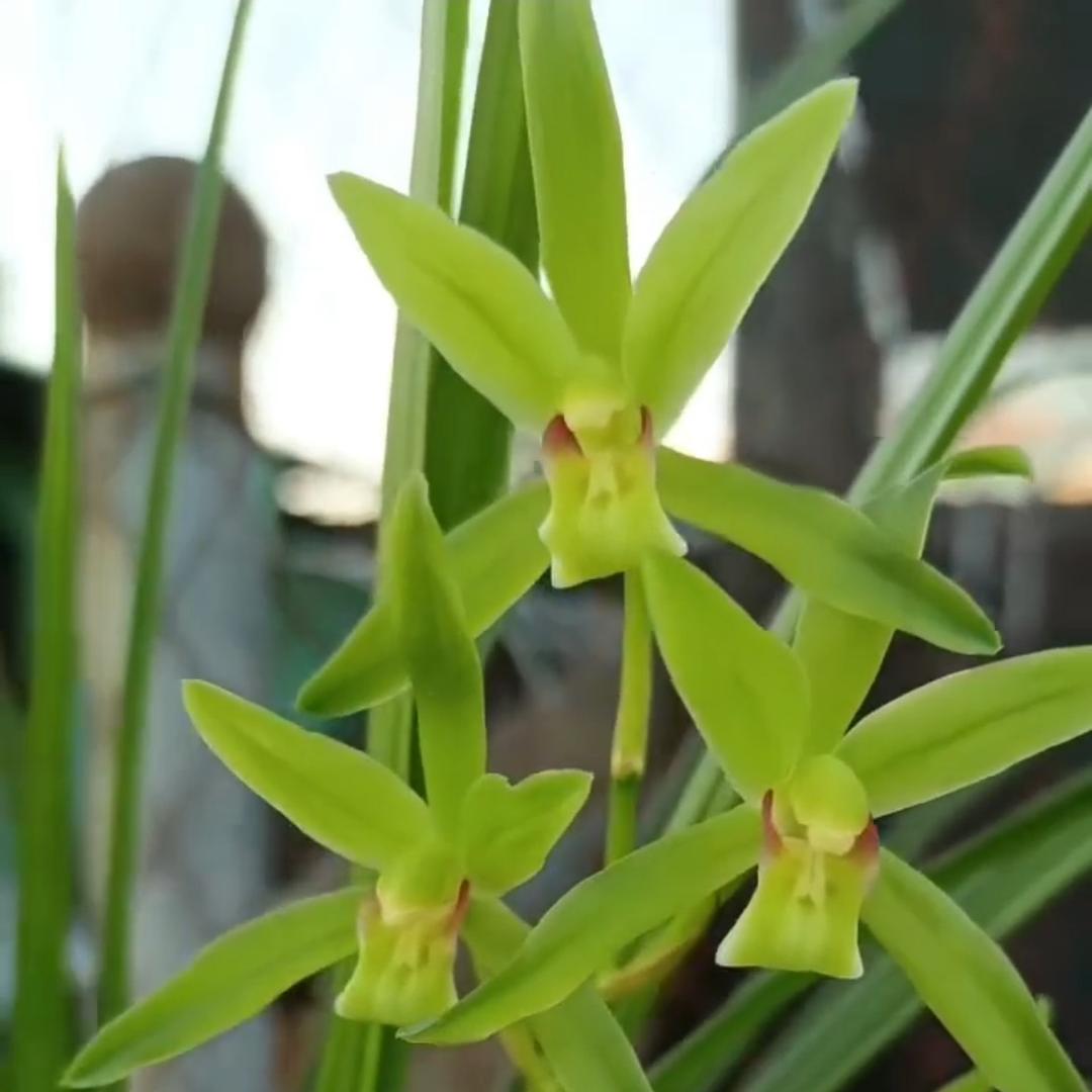 阿义花卉坊